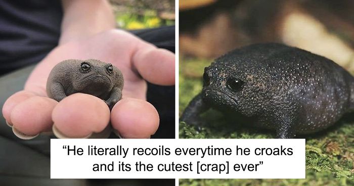 These African frogs look like pissed avocados and make hilarious noises