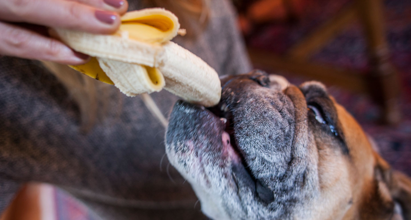 can dogs eat bananas