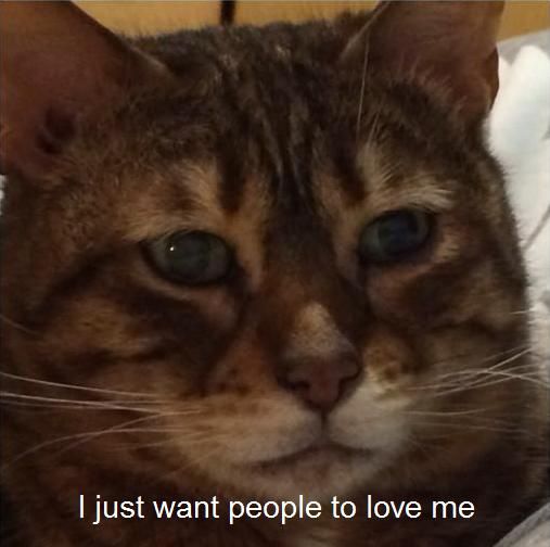 Crying Cat Meme That Are Way Too Adorable Kitten Vs Puppy Crying Cat Meme That Are Way Too Adorable Kitten Vs Puppy