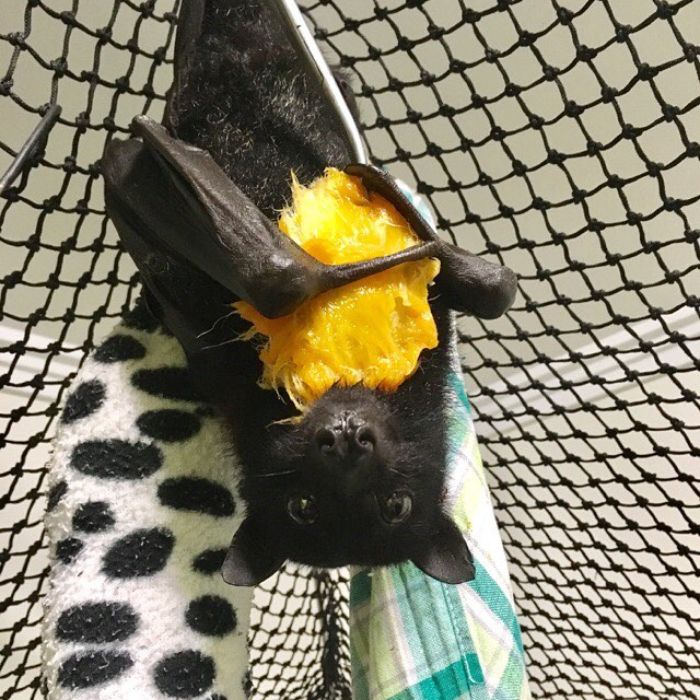 A Bat Rescue Organization Posted These 30 Pics Of Bats Being Cute To Show How Harmless They