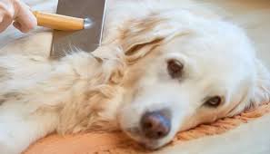 Itchy ears in dogs