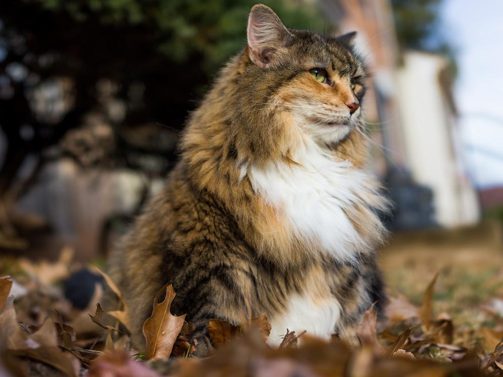 Norwegian forest cat