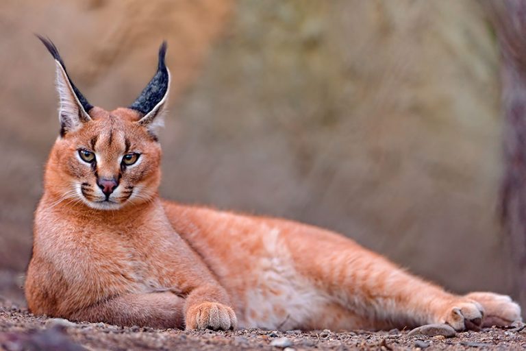 21 Rare Wild Cat Species You Probably Didn’t Know Exist - Kitten Vs Puppy