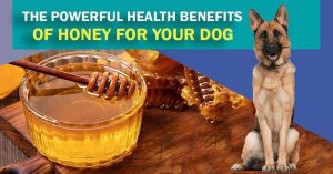 Can Dogs Eat Honey? Honey Is it safe for our dogs? - Kitten Vs Puppy