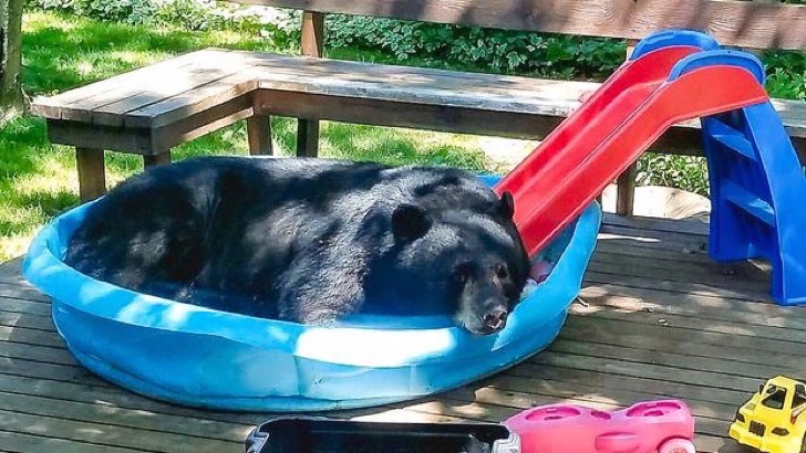 bear in kiddie pool