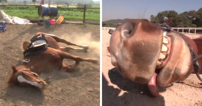 This theatrical horse simulates dying every time someone tries to ride on it