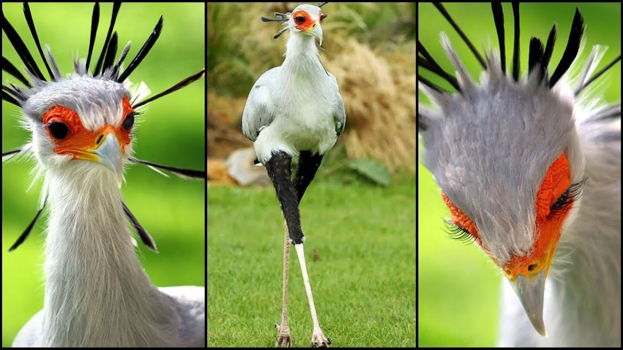 The Secretary Bird Is So Gorgeous, It Could Easily Become A Character In A Pixar Movie