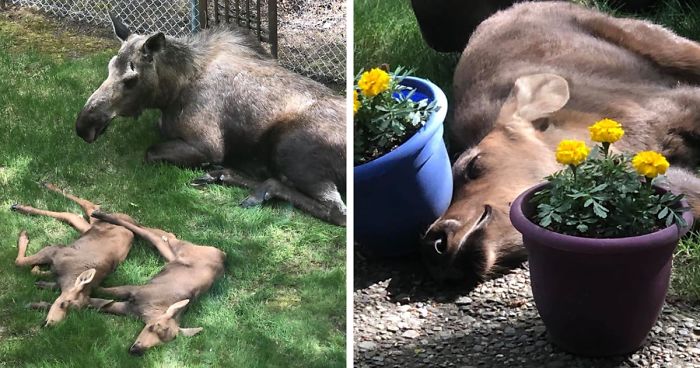 Moose And Her Calves Decide To Spend A Day In This Family’s Backyard, Man Documents How It Went