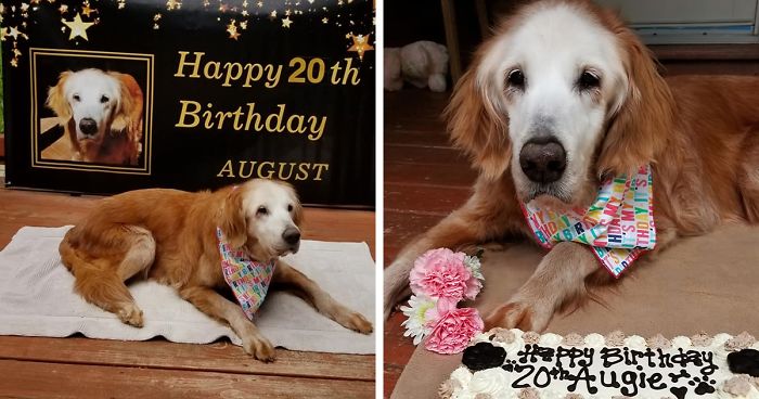 This Cute Golden Retriever Becomes The First Golden Retriever To Reach The Age Of 20