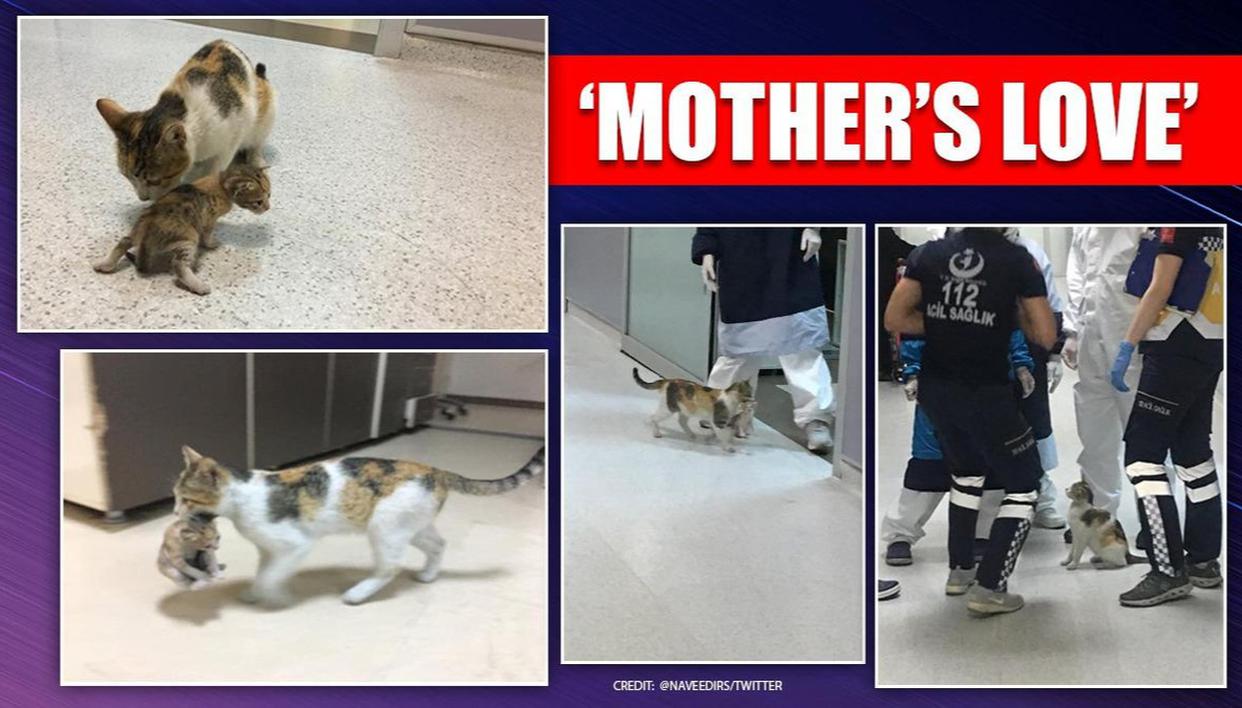 Mother Cat Brings Her Ill Kitten To The Hospital, Medics Rush To Help Them